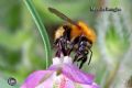 Bombus pascuorum